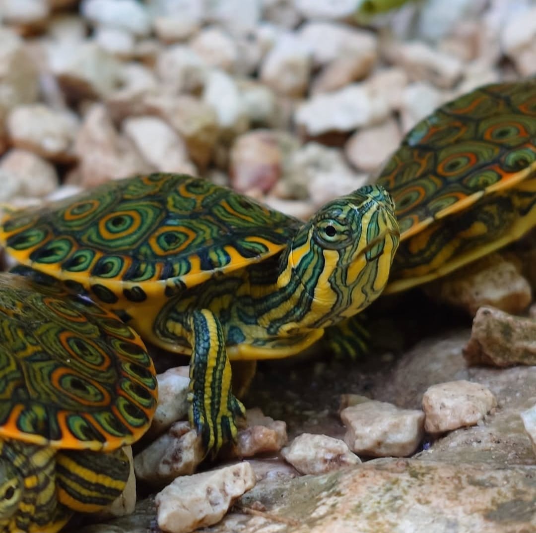 TULUM & CENOTE PRIVATE ADVENTURE TOUR - Image 15