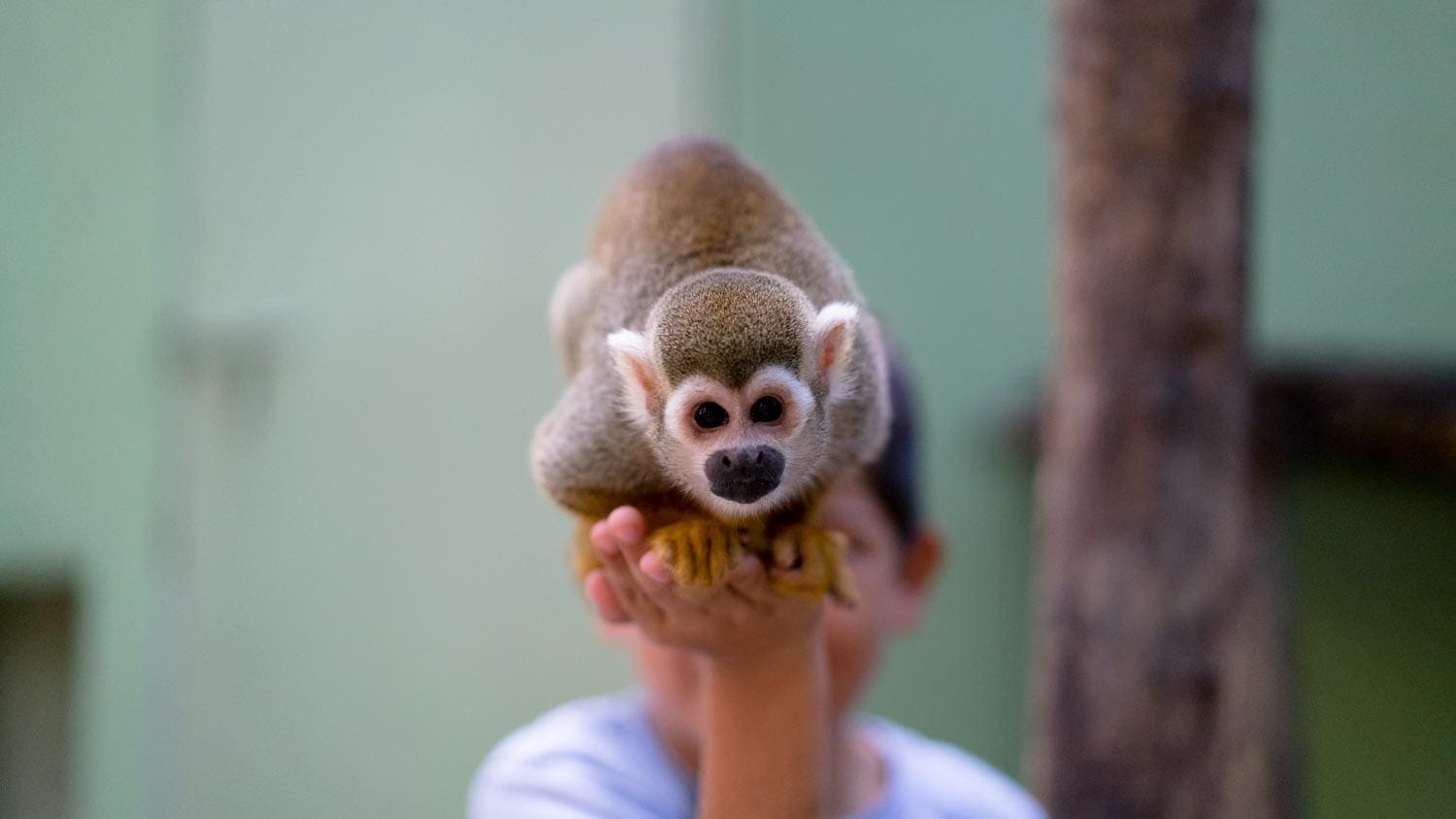 Live the Sanctuary experience - Image 8