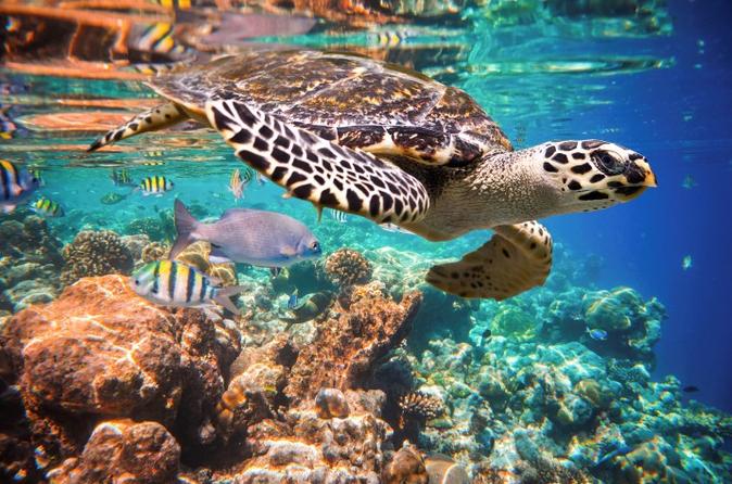 THE BEST SNORKELING SPOT BETWEEN CANCUN AND PLAYA DEL CARMEN (PUERTO MORELOS) - Image 11